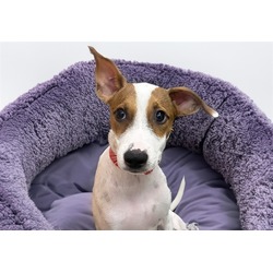 Photo of Sofie, adoptable Australian Kelpie in Ft Lauderdale, Florida