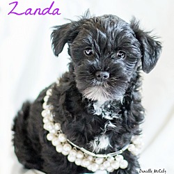 Thumbnail photo of Zanda #2