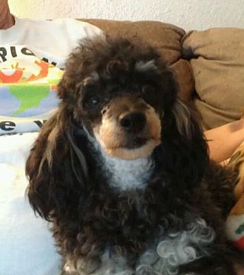 Tacoma Wa Toy Poodle Meet Aster A Pet For Adoption