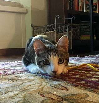Adopt A Pet Petsmart Charities