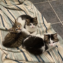 Photo of Meow Meow, Peppermint, Pip