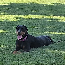 Photo of Akira