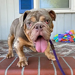 Photo of Alvin (bulldog)