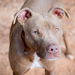 Photo of Cookie