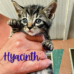 Photo of Hyacinth