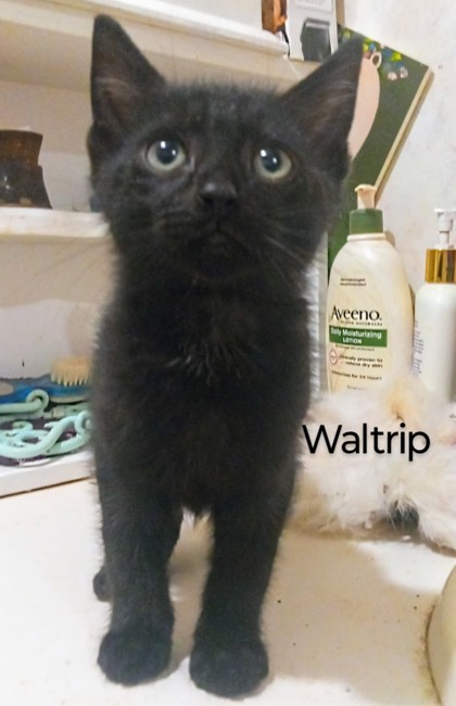 Photo of Waltrip