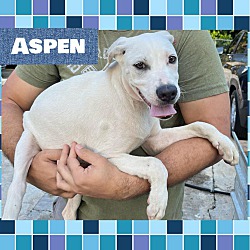 Photo of Aspen