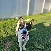 adopt a pet
