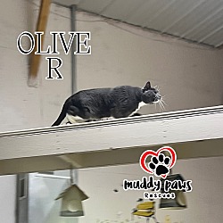 Photo of Oliver (Feral Gretna Cat)