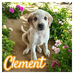 Photo of Clement
