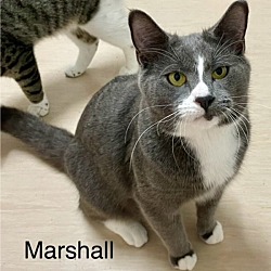 Thumbnail photo of Marshall #1