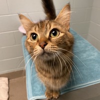 adopt a pet