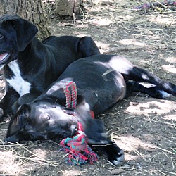 Thumbnail photo of Men in Black pups #2