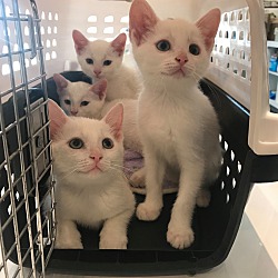 Photo of White kittens
