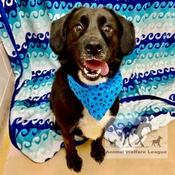 Photo of BODIE