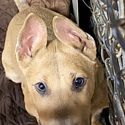 Thumbnail photo of Tucker–Stray dog needs love! #1