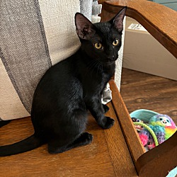 Thumbnail photo of Toothless #1