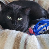 adopt-pet