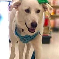 adopt a pet