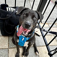 adopt a pet
