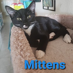 Thumbnail photo of Mittens #1