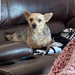 fawn simba
