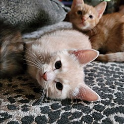Thumbnail photo of Kitten - No name yet #1