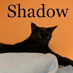 Thumbnail photo of Shadow #3