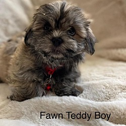 Photo of Fawn Sable Teddy
