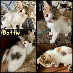 Photo of Dottie