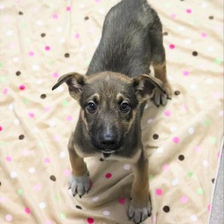 Photo of Buttercup