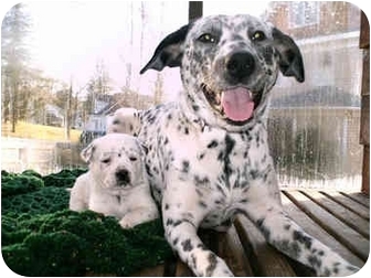 australian cattle dog dalmatian