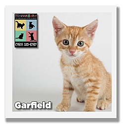 Thumbnail photo of Garfield #1