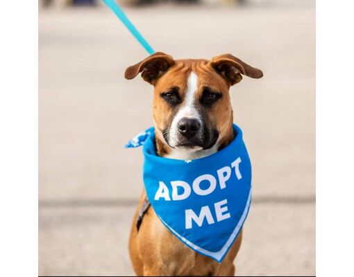 Delaware, OH - Boxer/Mixed Breed (Medium). Meet Donnie a Pet for ...