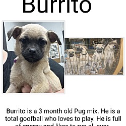 Thumbnail photo of Burrito #1
