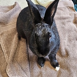 Thumbnail photo of Plum (bonded To Bunny Boop) #2