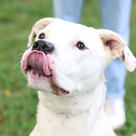 Adopt A Pet :: Jirby - Versailles, KY