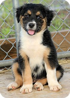 Pennigton Nj Bernese Mountain Dog Meet Passat A Pet For Adoption