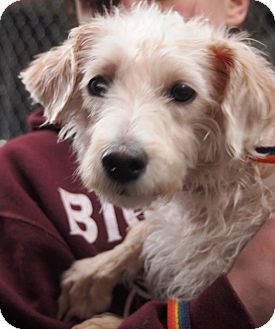 greyhound poodle mix puppies