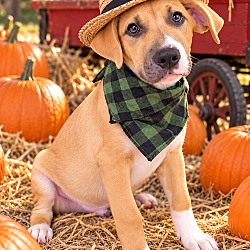 Mt. Laurel, NJ - Border Collie/Labrador Retriever. Meet Dinky a Pet for ...