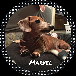 Thumbnail photo of Marvel #1
