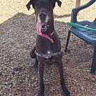 Great Dane Puppies - Great Dane Rescue And Adoption Near You