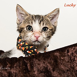 Photo of Lucky Charm