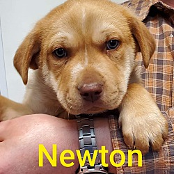 Thumbnail photo of Newton #2