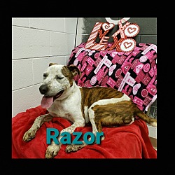 Thumbnail photo of Razor #3