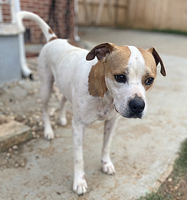 Hartford, CT - Boxer/Beagle. Meet Petey a Pet for Adoption - AdoptaPet.com