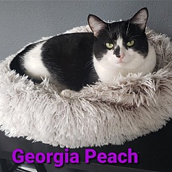 Photo of Georgia Peach