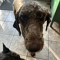 West Columbia, SC - Standard Poodle/Mixed Breed (Medium). Meet Cowboy ...