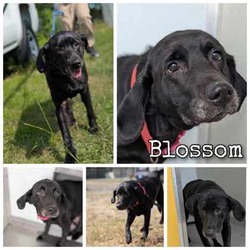 Thumbnail photo of Blossom #1