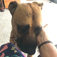 adopt a pet